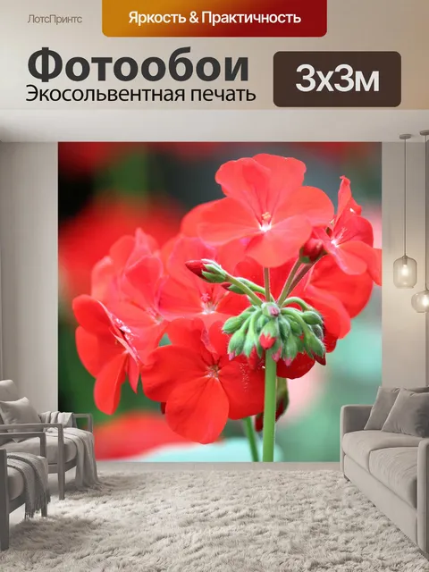 Фотообои Кровать Бегония цветок в цвету