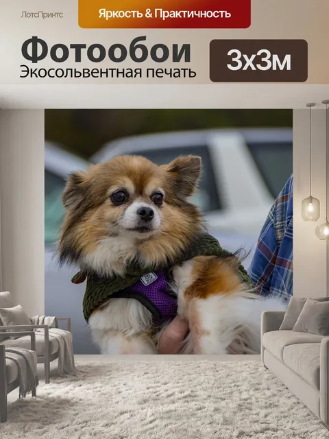 Фотообои длинношерстный чихуахуа