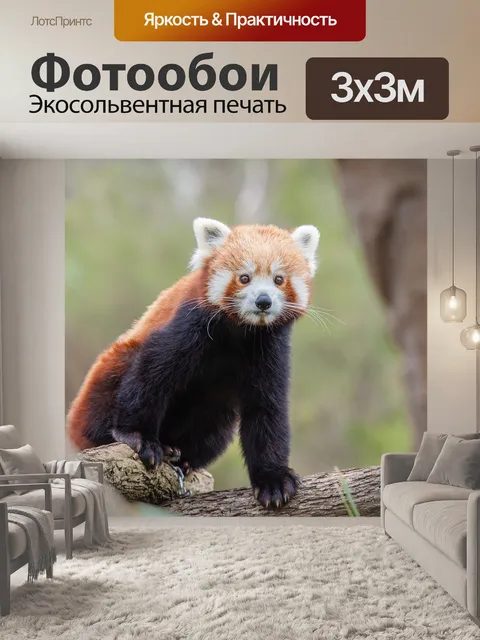 Фотообои Красная панда