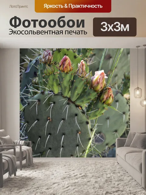 Фотообои Цветы кактуса