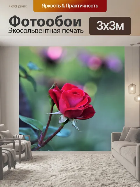 Фотообои Красная роза и розовое боке