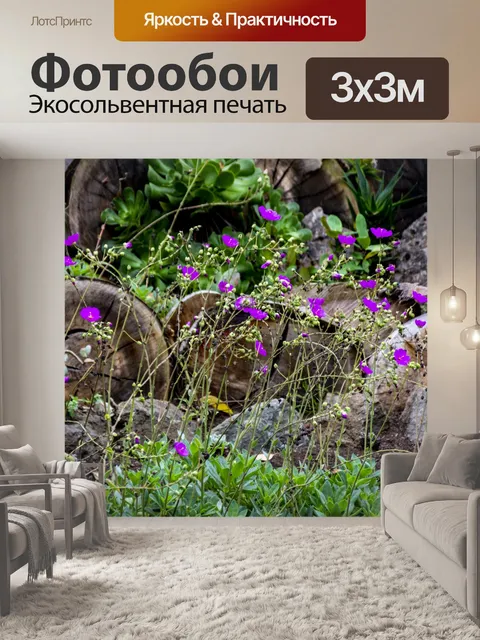 Фотообои Цветы примулы