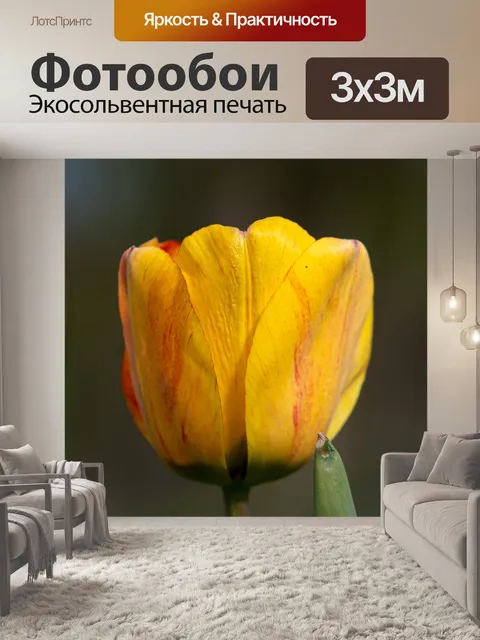 Фотообои Тюльпан, желтый цветок, срезанный цветок