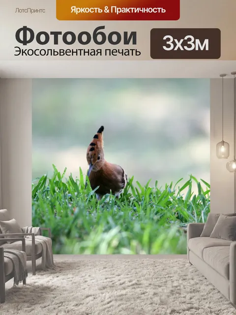 Фотообои Удод птица на газоне