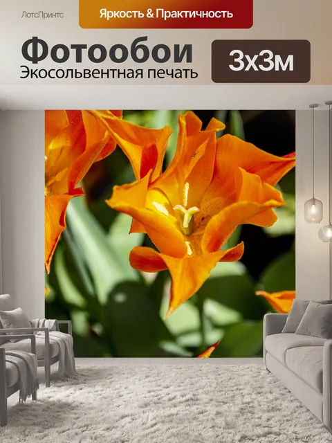 Фотообои фокер веер тюльпан