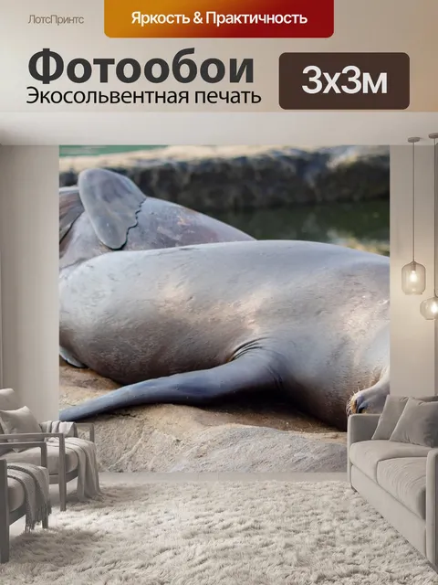 Фотообои Морские львы