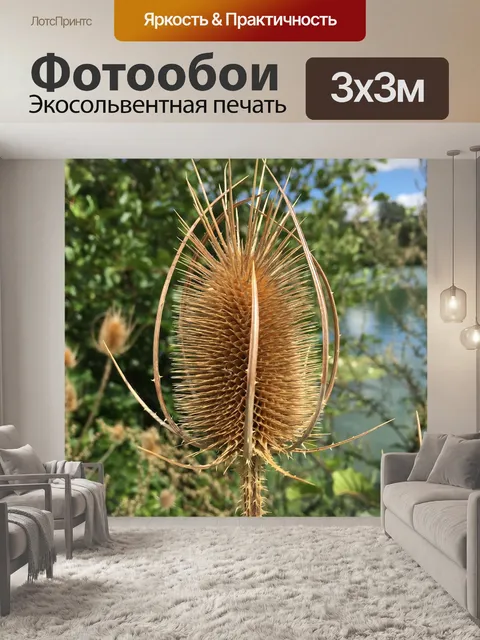 Фотообои Тростник