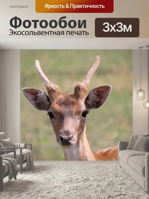 Фотообои Олень