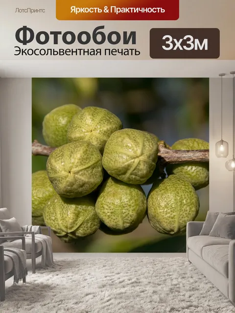Фотообои Розовый euodia