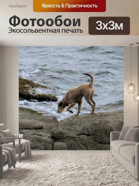Фотообои Молодая собака