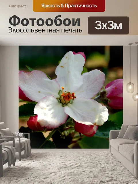 Фотообои Яблоневый цвет