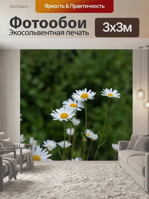 Фотообои Дейзи цветы