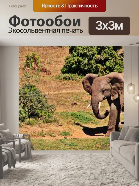Фотообои Слон