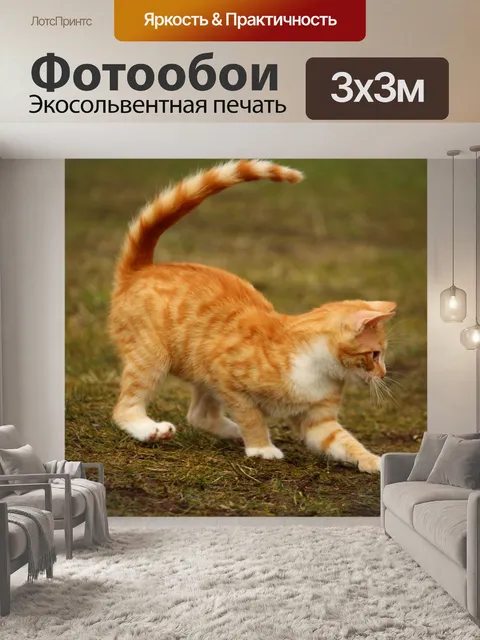 Фотообои Кот