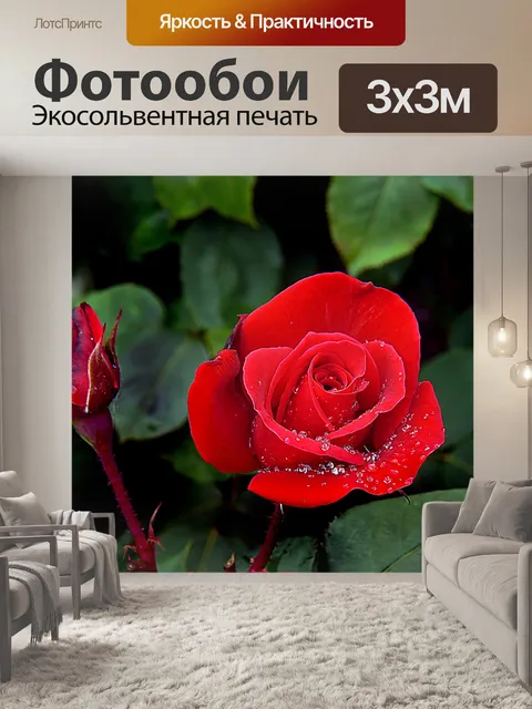 Фотообои Роза