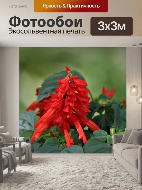 Фотообои Алый шалфей Шалфей крупным планом