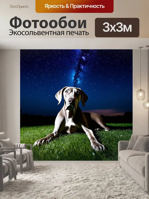 Фотообои веймаранер, который смотрит на звёздное небо ночью, лежа на лужайке