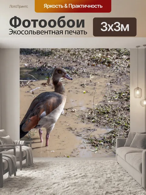 Фотообои Египетский гусь