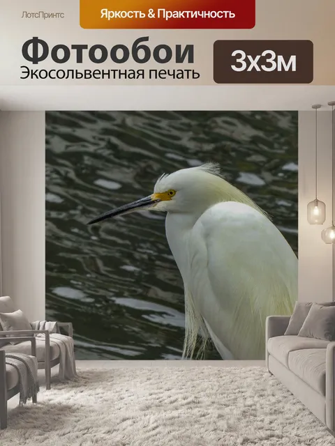 Фотообои Снежная белая цапля