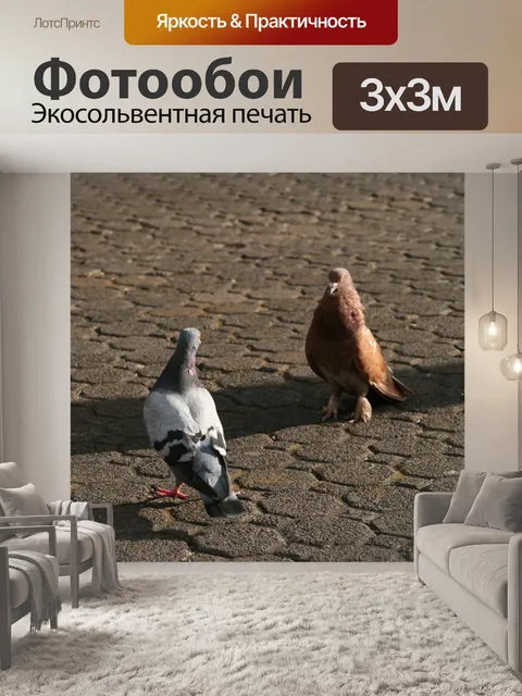 Фотообои Голуби