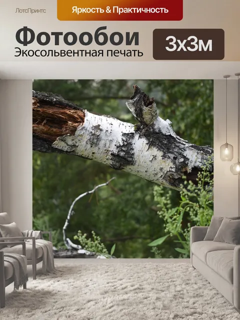 Фотообои Берёза