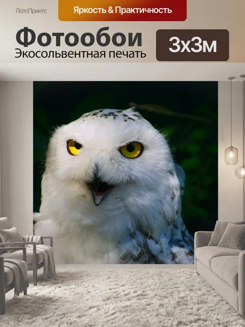 Фотообои Сова