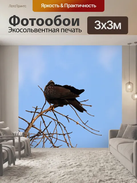 Фотообои Африканский оливковый голубь на вершине
