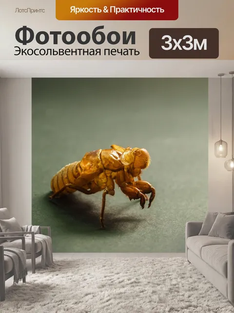 Фотообои коричневая цикада