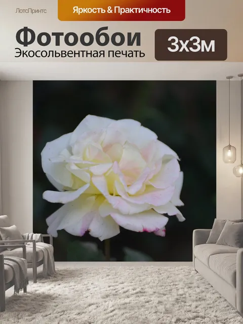 Фотообои Белая роза