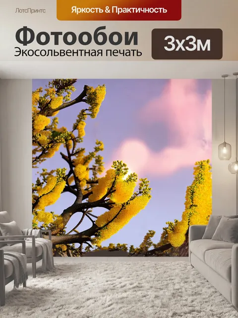 Фотообои мимоза, облачная легкость желтых цветков, ярко освещенная солнечными лучами, распускается на ветвях…