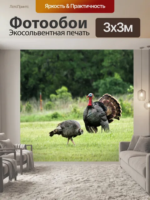 Фотообои Том Турция и курица в поле