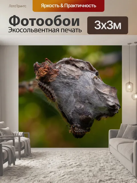 Фотообои Коричневый-хвост гусениц шелкопряда