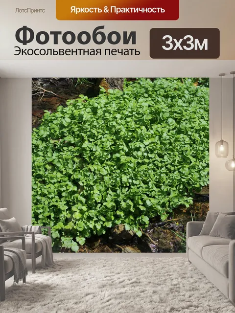 Фотообои Кресс-салат