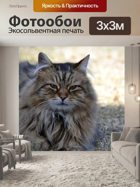 Фотообои Кошка