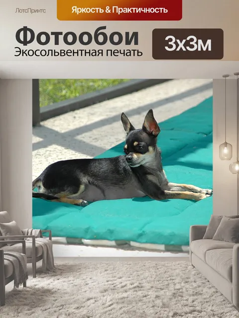 Фотообои Симпатичные чихуахуа