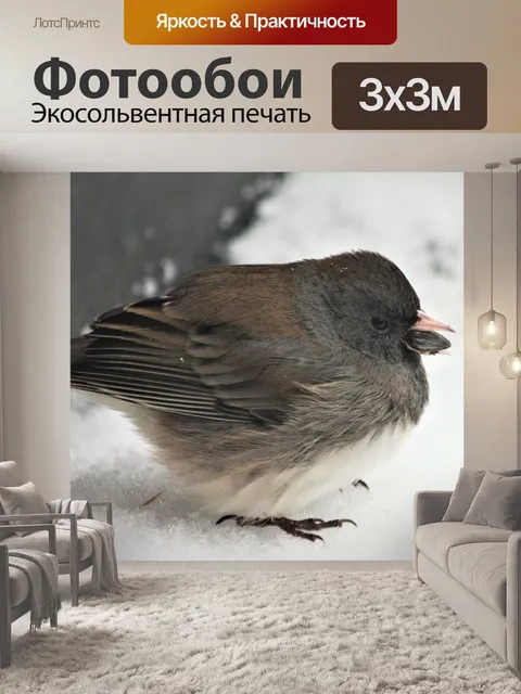 Фотообои Черноглазая Юнко в снегу крупным планом