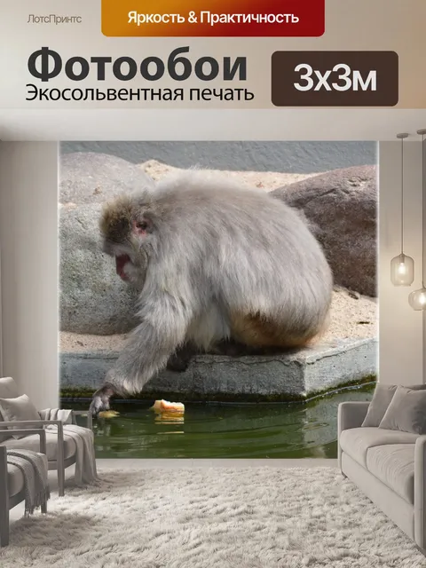 Фотообои Monkey World, время обеда 10