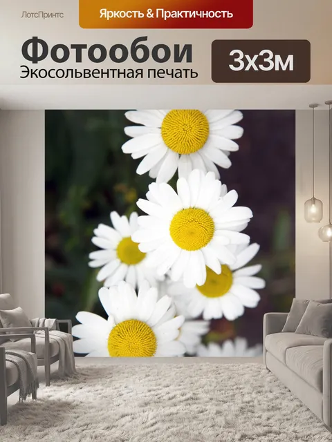 Фотообои Дейзи цветы