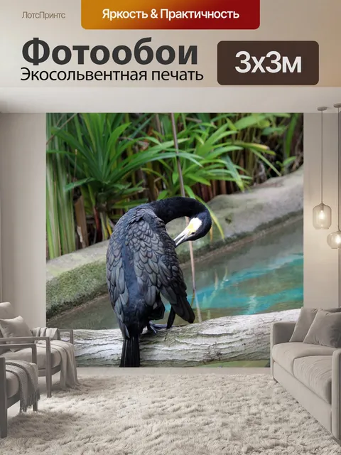 Фотообои черная рыба орел стоит на месте
