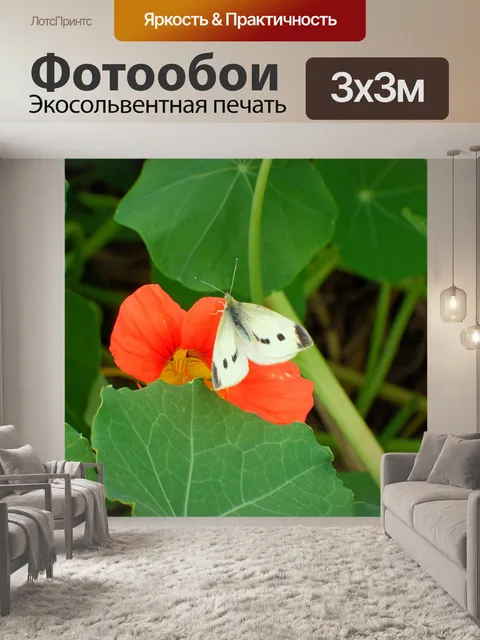 Фотообои Белая бабочка
