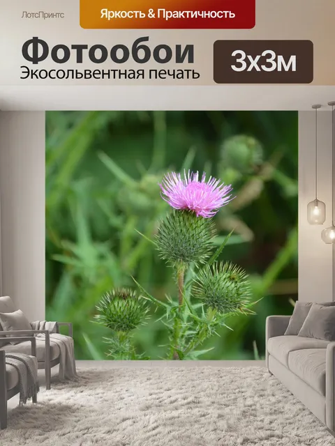 Фотообои Цветок чертополоха