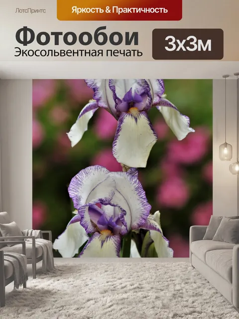 Фотообои Два фиолетовых и белых ириса крупным пла
