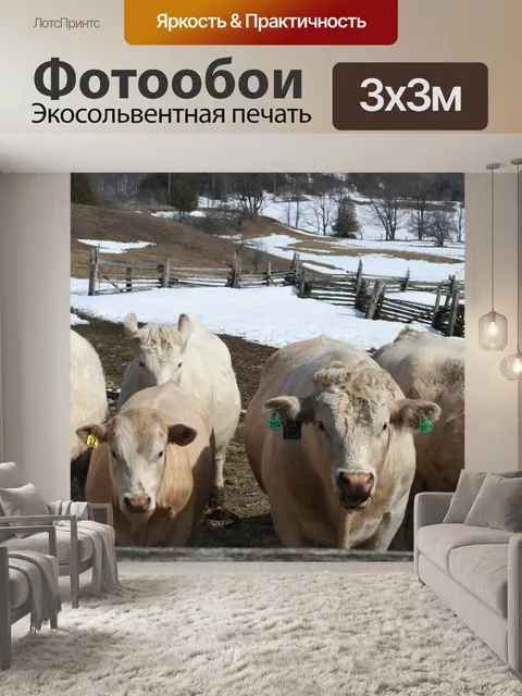 Фотообои крупный рогатый скот