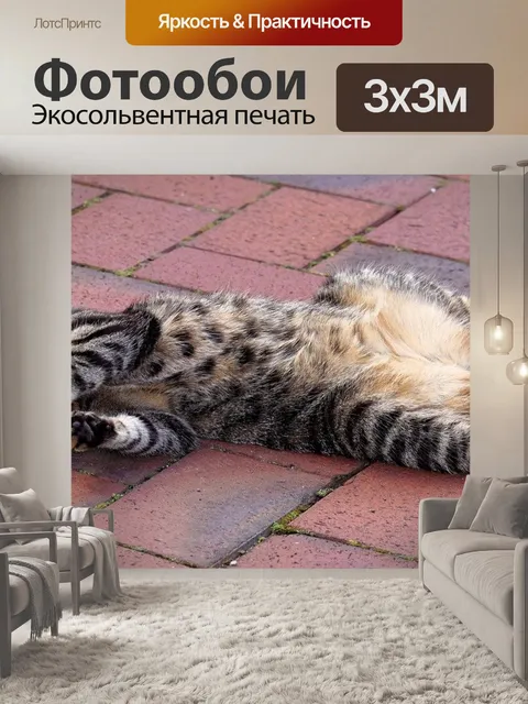Фотообои Кот