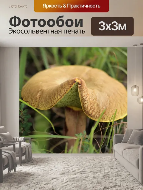 Фотообои Коричневый гриб Bolete крупным планом