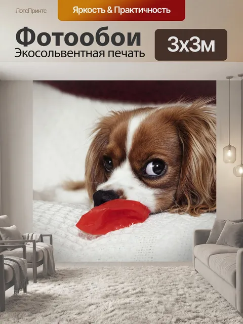 Фотообои Кавалер кинг чарльз спаниель
