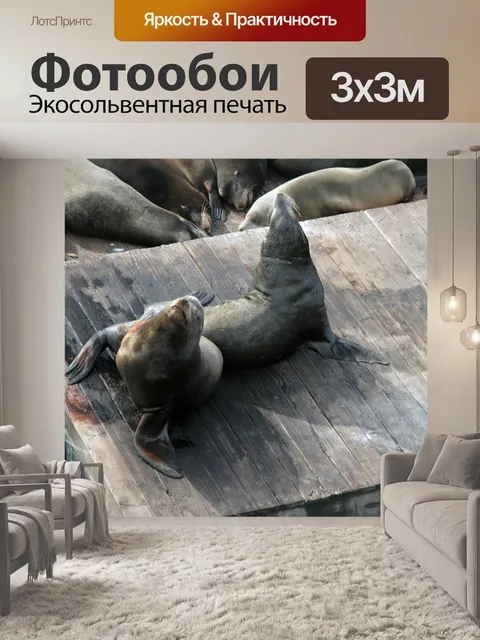 Фотообои Морские львы
