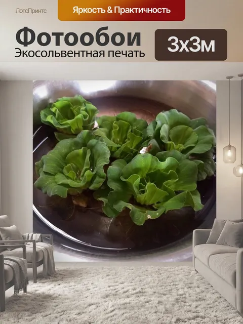 Фотообои Водяной салат