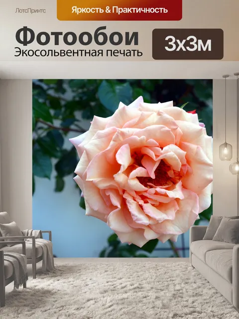 Фотообои Роза