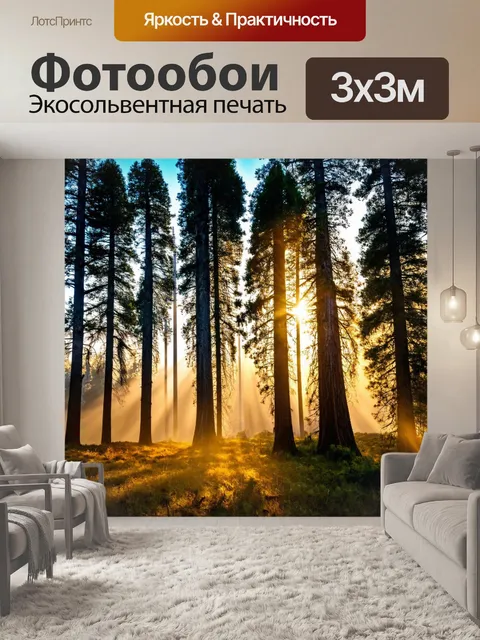 Фотообои утро, утренние лучи проникают через высокие сосны, создавая идеальные условия для медитации